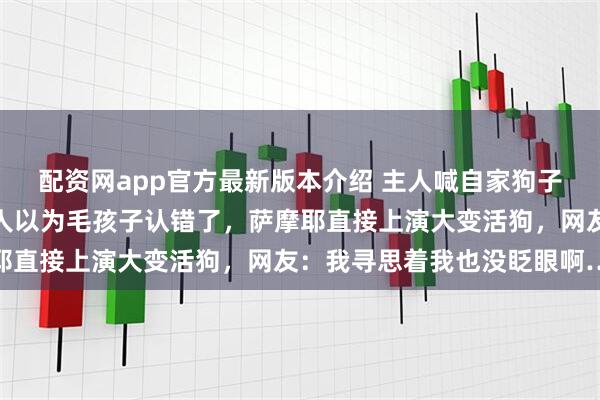 配资网app官方最新版本介绍 主人喊自家狗子结果来了只萨摩耶，主人以为毛孩子认错了，萨摩耶直接上演大变活狗，网友：我寻思着我也没眨眼啊…